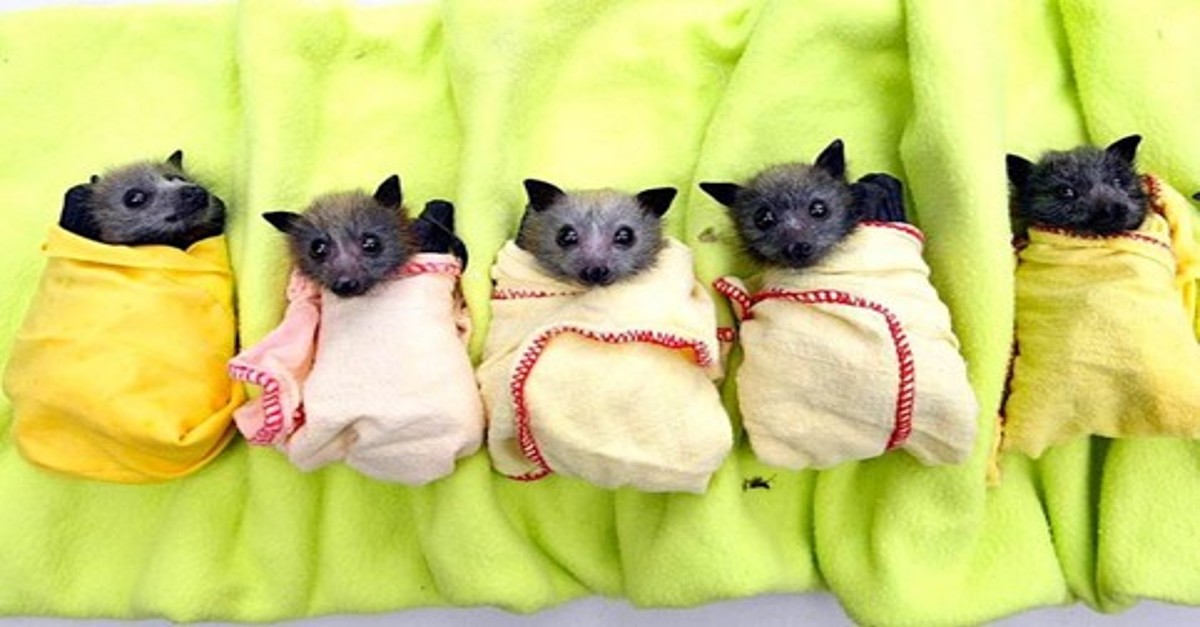 Chauve Souris Maison Que Faire Ventana Blog
